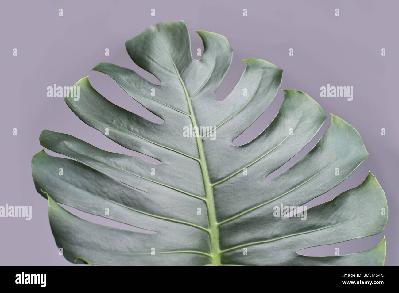 philodendron micans variegata pink Philodendron Micans, with soft foliage and elegant shimmering tones –  plantandstories main image 1