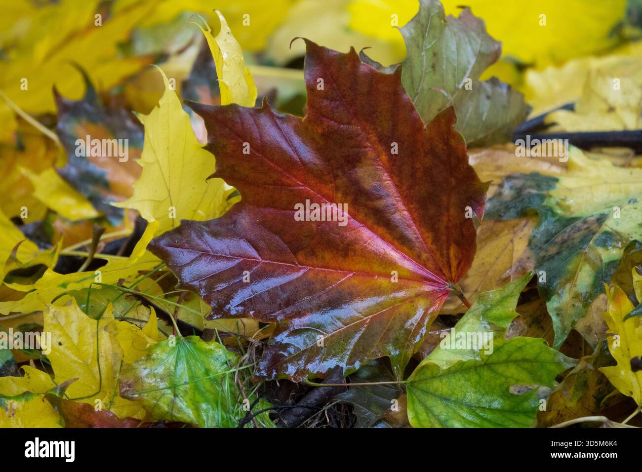 Rotes und oranges Herbstahornblatt Sycamore Acer pseudoplatanus, das auf einem Waldboden liegt, der mit verschiedenen nassen gelben und grünen gefallenen Blättern bedeckt ist Stockfoto