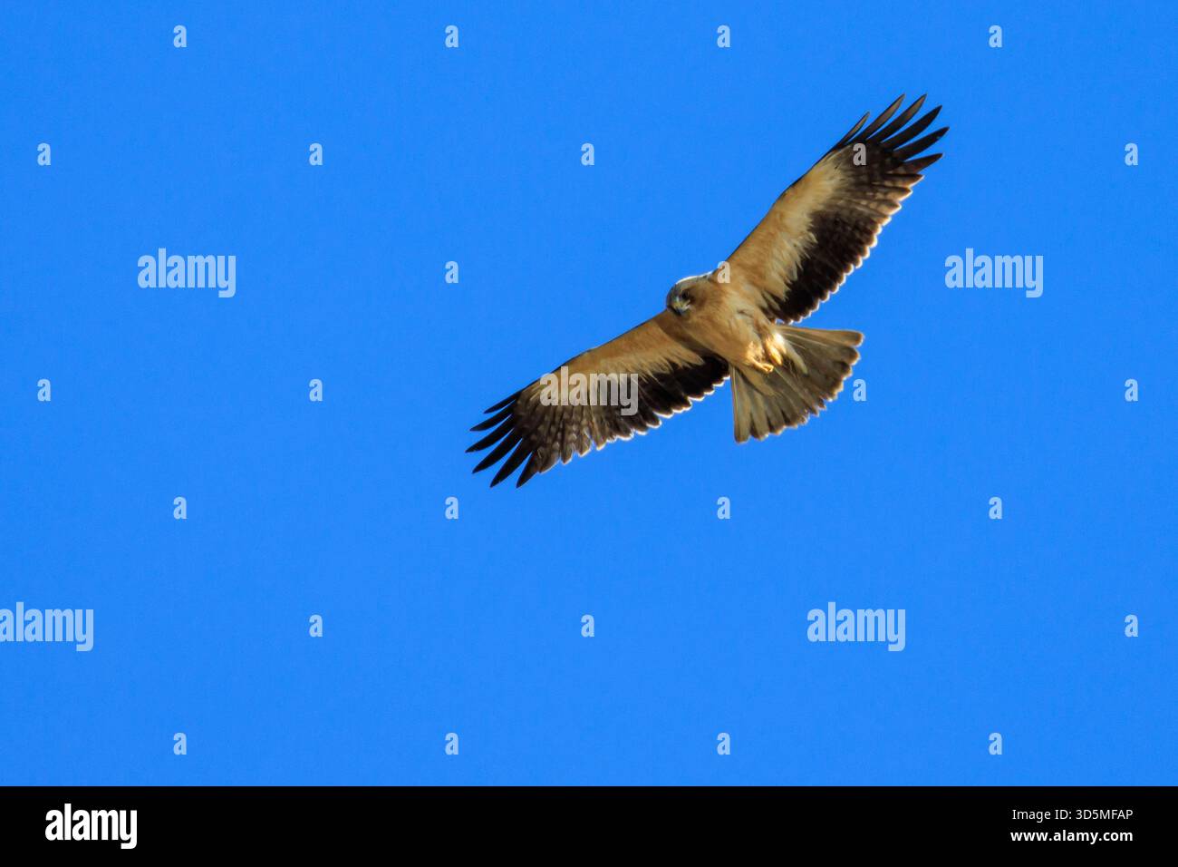 Nahaufnahme eines gebooteten Adlers (Hieraaetus pennatus), der mit vollständig ausgestreckten Flügeln gegen einen intensiven blauen Himmel schwingt. Stockfoto
