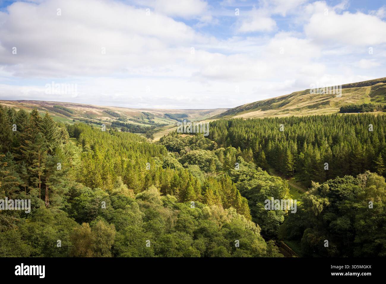 Malerische Aussicht auf Upper Nidderdale in den Yorkshire Dales UK, mit dichten Wäldern, sanften Hügeln und einem malerischen Tal. North Yorkshire, Großbritannien Stockfoto