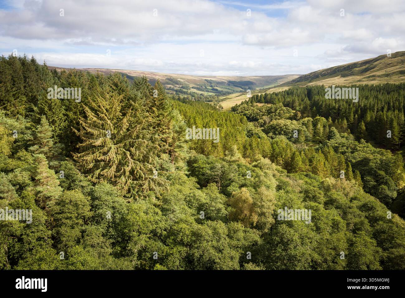 Malerische Aussicht auf Upper Nidderdale in den Yorkshire Dales UK mit Bäumen in dichten Wäldern, sanften Hügeln und einem malerischen Tal. North Yorkshire, Großbritannien Stockfoto