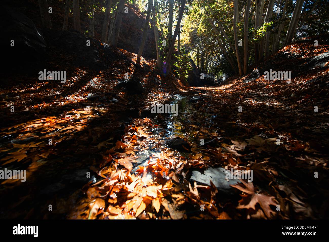 Fall, Blätter und Fluss Stockfoto