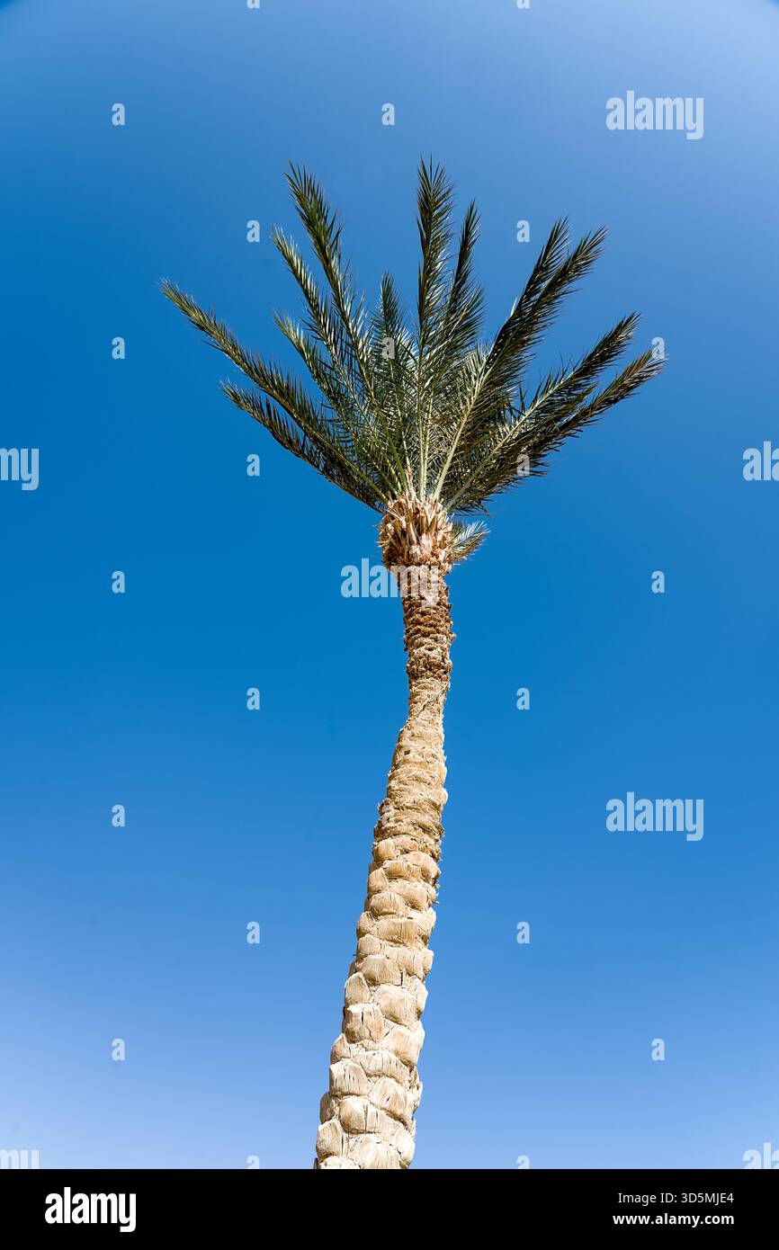 Eine einzelne Palme wird von unten betrachtet, die zum klaren blauen Himmel reicht und den hohen Stamm und die üppig grünen Stirnwände hervorhebt. Die Perspektive emphas Stockfoto