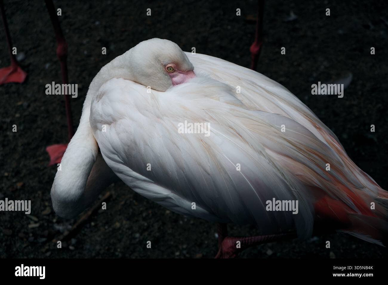 Nahaufnahme eines einzelnen Flamingos, der schläft, Gesicht in blassrosa Federn eingebettet. Dezentes Licht zeigt Federdetails und sanfte Farben. Stockfoto