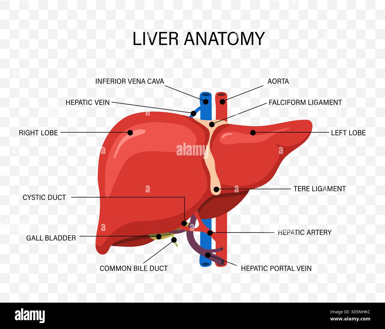 Die menschliche Leberanatomie. Krankheitsbehandlungssymbole für medizinische Illustration und Gesundheitswesen. Vektordesign Stock Vektor