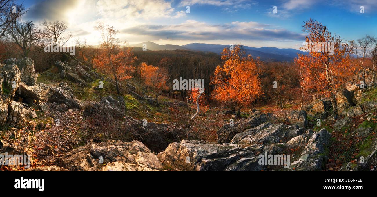 Sonnenuntergang in einem herbstlichen Birkenhain mit goldenen Blättern und Sonnenstrahlen, die an einem sonnigen Abend im Herbst durch die Bäume schneiden. Stockfoto