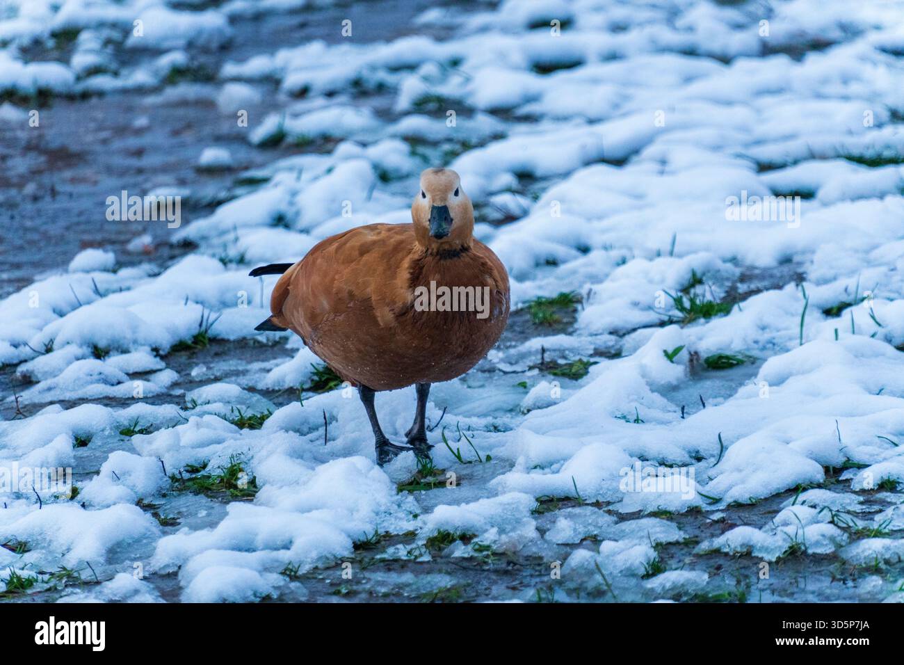 Eine Ente steht mit dem Kopf nach oben im Schnee. Das Bild hat eine friedliche und ruhige Stimmung, da die Ente die Winterlandschaft zu genießen scheint Stockfoto