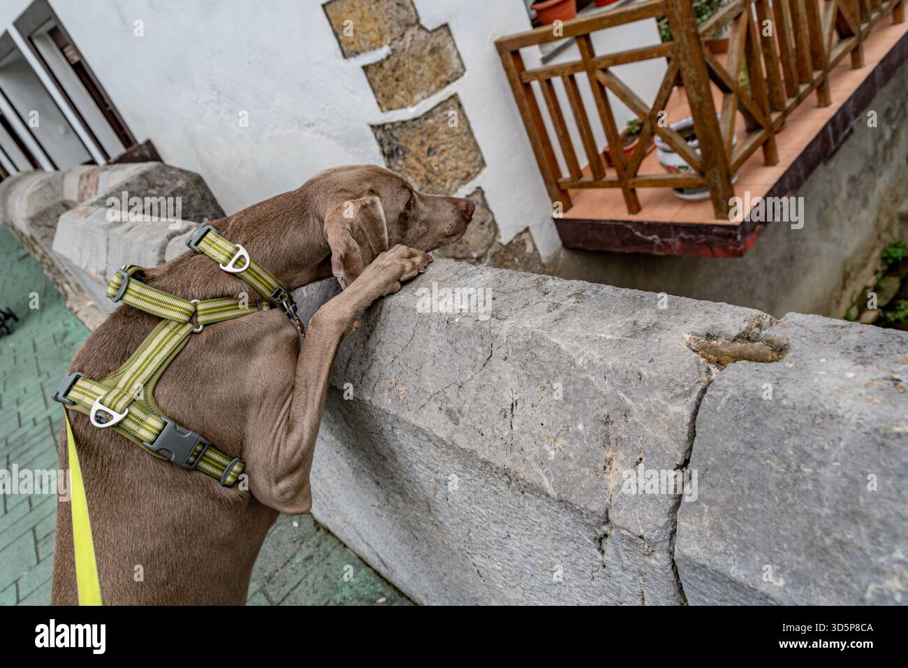 Weimaraner Hund Mit Blick Über Die Steinmauer Brücke, Grün Gestreiftes Gurtzeug, Kurioses Expression, Grauer Mantel, Rustikale Dorfkulisse, Haustierabenteuer Stockfoto