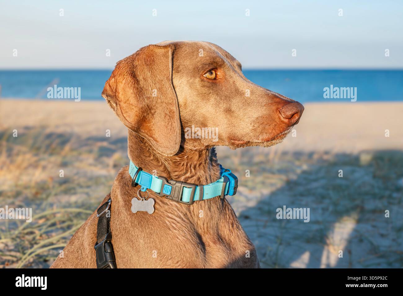 Nahaufnahme eines edlen Weimaranerhundes mit blauem Kragen, der bei Sonnenuntergang oder Sonnenaufgang am Strand sitzt Stockfoto