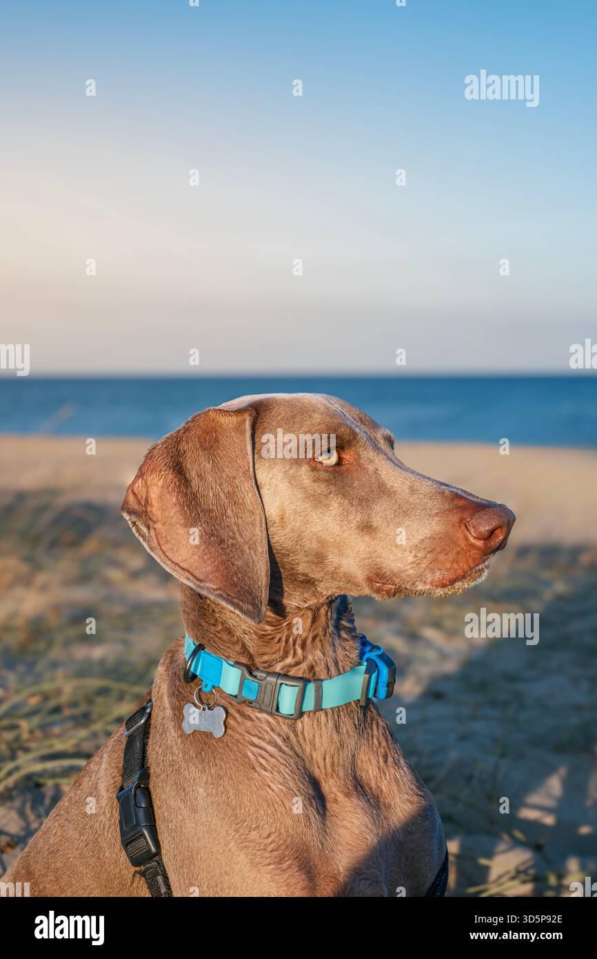 Nahaufnahme, vertikales Porträt eines braunen Weimaranerhundes mit GPS-blauem Kragen, der bei Sonnenuntergang oder Sonnenaufgang am Strand sitzt Stockfoto