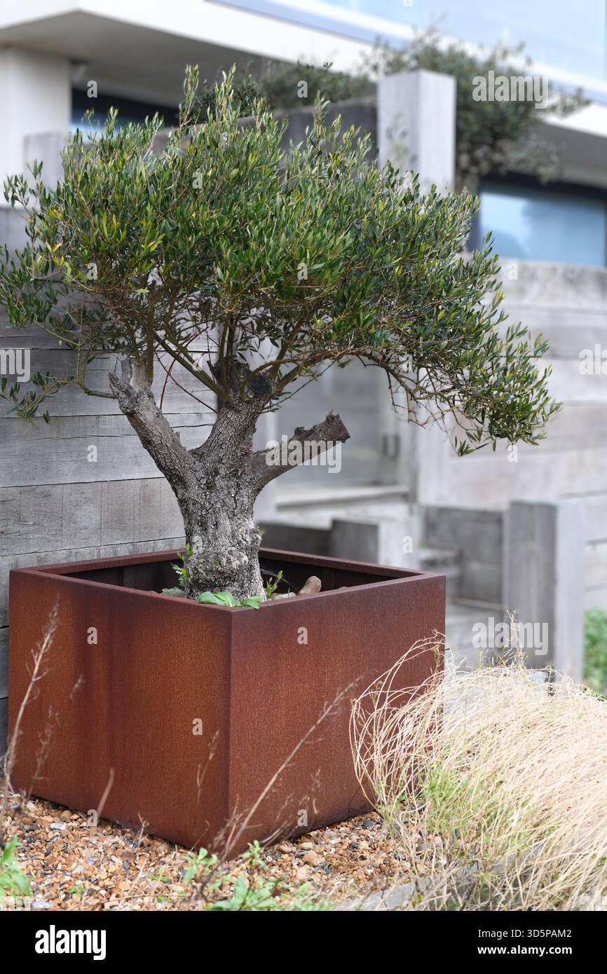 taxus baccata homöopathie CARBO VEGETABILIS GLOBULI C/D 6 main image 0