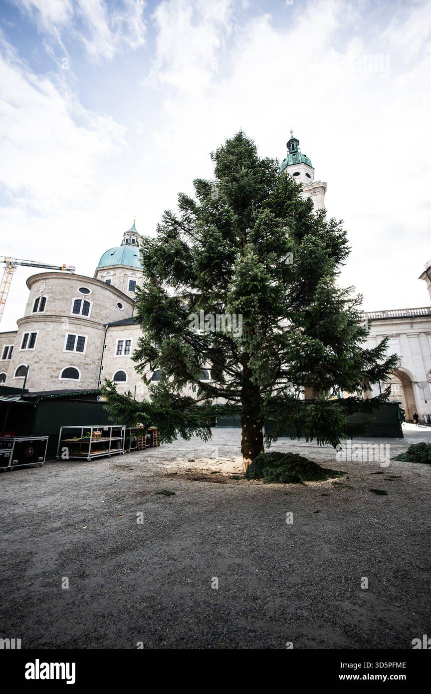 Aufbauarbeiten und Aufbau des Salzburger Christkindlmarktes am Residenzplatz und Domplatz am 11.11.2025. Im Bild: Der ungeschmückte Weihnachtsbaum am Tag seiner Anreise // Vorbereitung und Einrichtung des Salzburger Weihnachtsmarktes am Residenzplatz und Domplatz am 11. November 2025. Im Bild: Der undekorierte Weihnachtsbaum am Tag seiner Ankunft. - 20251111_PD20461 Stockfoto