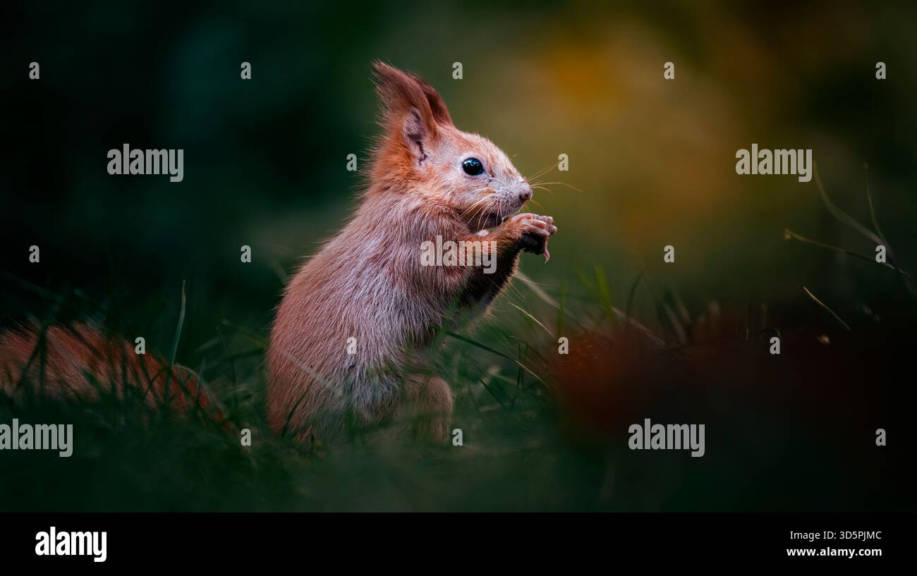 Eichhörnchen sitzen in einem Baum im Winter und auf der Suche nach Nahrung, das beste Foto. Stockfoto