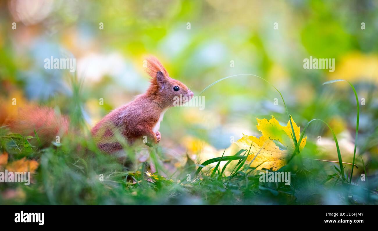 Eichhörnchen sitzen in einem Baum im Winter und auf der Suche nach Nahrung, das beste Foto. Stockfoto