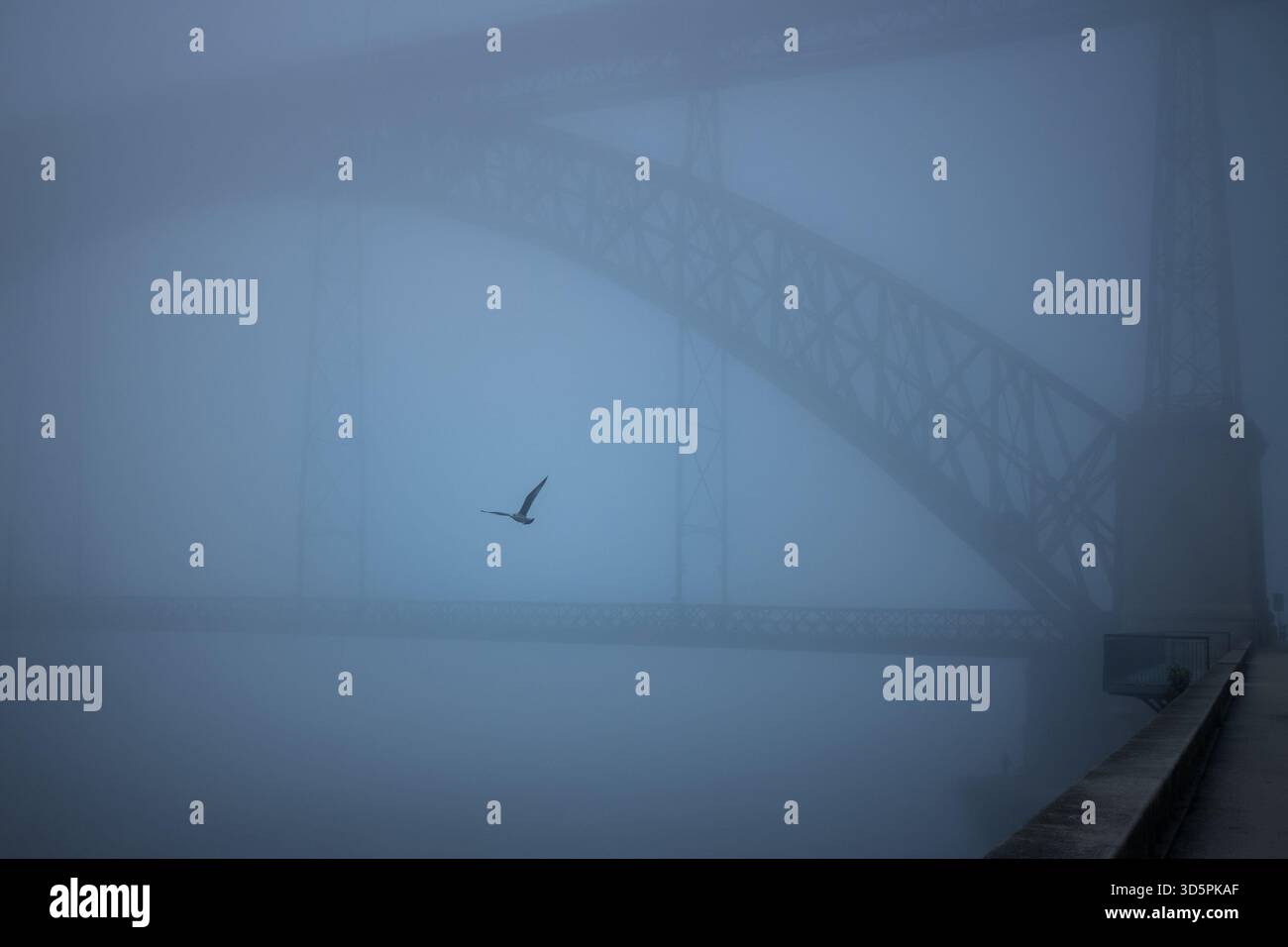 Ein nebeliger Blick auf die Brücke Dom Luís i in Porto, Portugal, mit einer einsamen Möwe, die durch den Nebel gleitet. Die Szene fühlt sich ruhig, geheimnisvoll und fast an Stockfoto