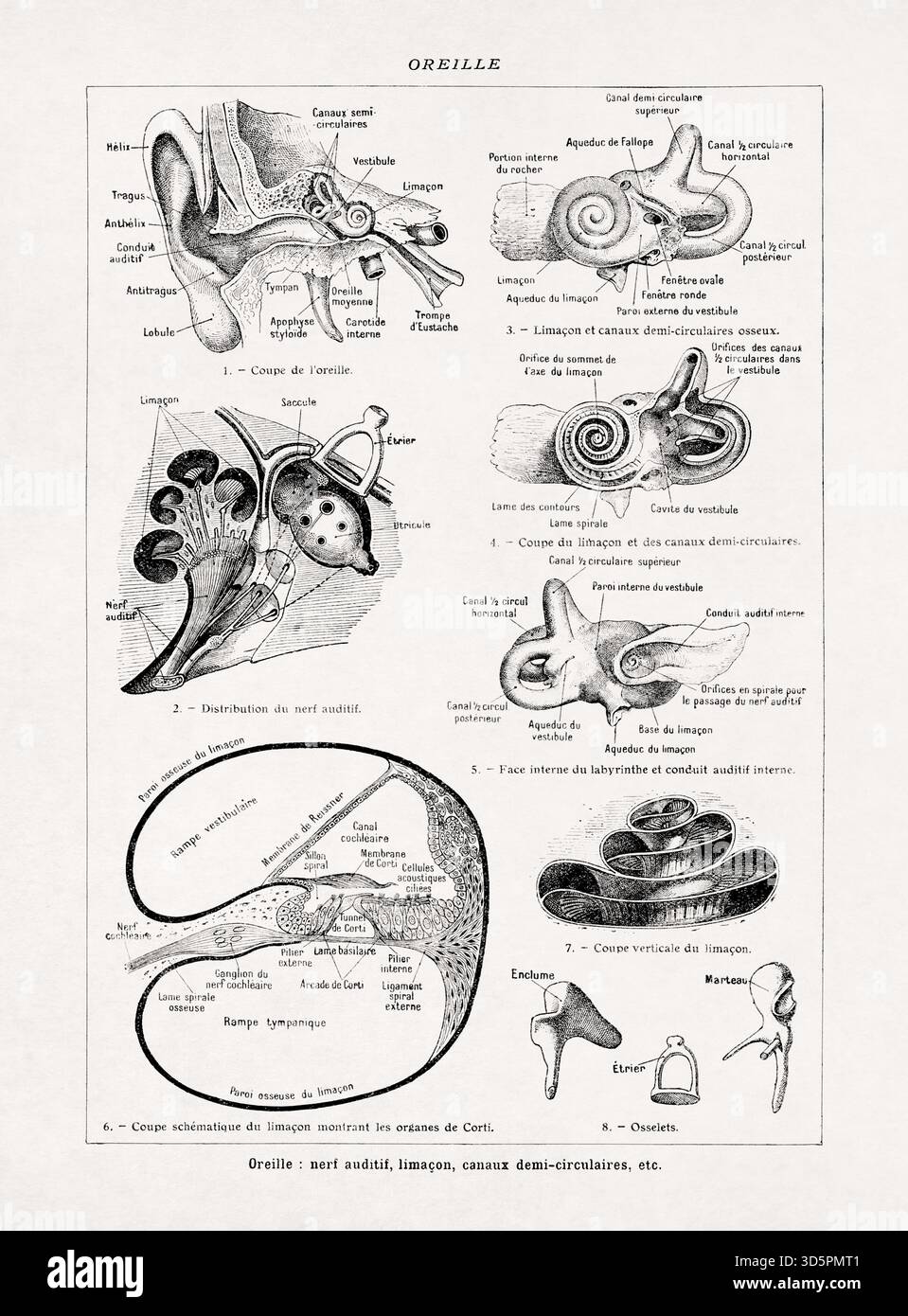 Schwarz-weiß-medizinische Illustration zur Anatomie der Ohren. Stockfoto