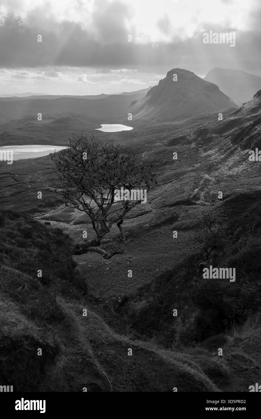 Ein alter Baum über den Seen in schottland Stockfoto