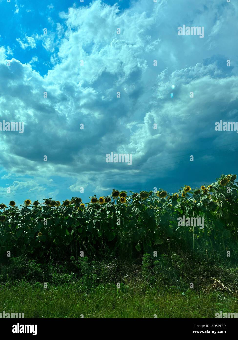 Ein riesiges Sonnenblumenfeld unter einem atemberaubenden, dynamischen Himmel voller hoch aufragender Kumuluswolken - Smartphone-aufgenommenes Stockfoto