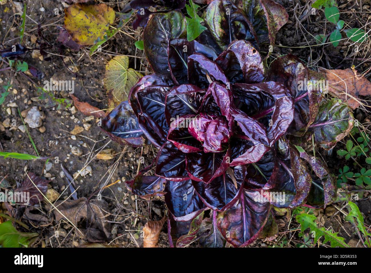 Violetter Radicchio, der im Gartenboden wächst Stockfoto