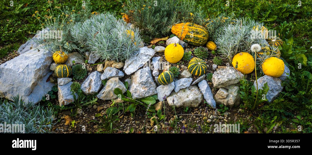 Dekorative Kürbisse und Felsen in einem Garten Stockfoto
