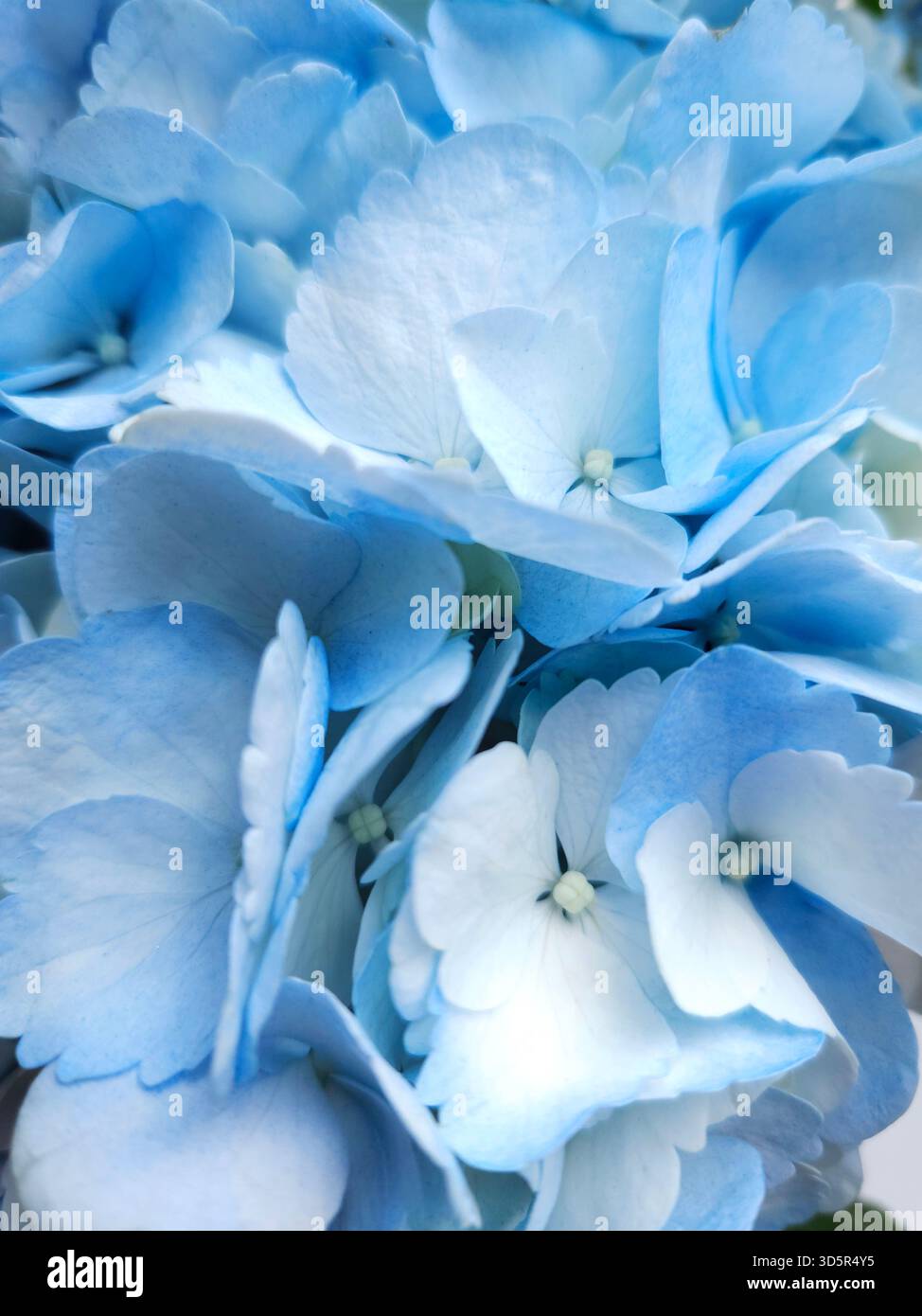 Hellblaue natürliche Hortensie Blüten aus der Nähe als Bacvkground Stockfoto