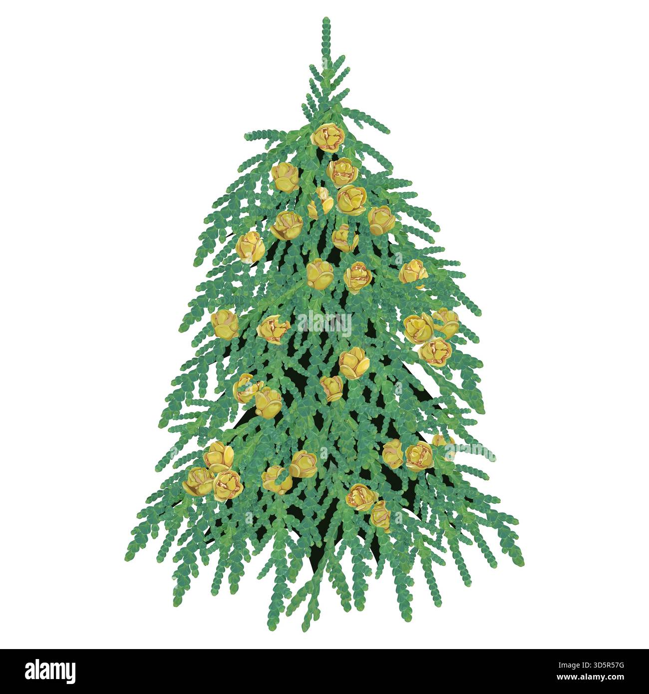 Weihnachtsbaum aus Thuja-Zweigen mit Kegeln auf weißem Hintergrund Stock Vektor