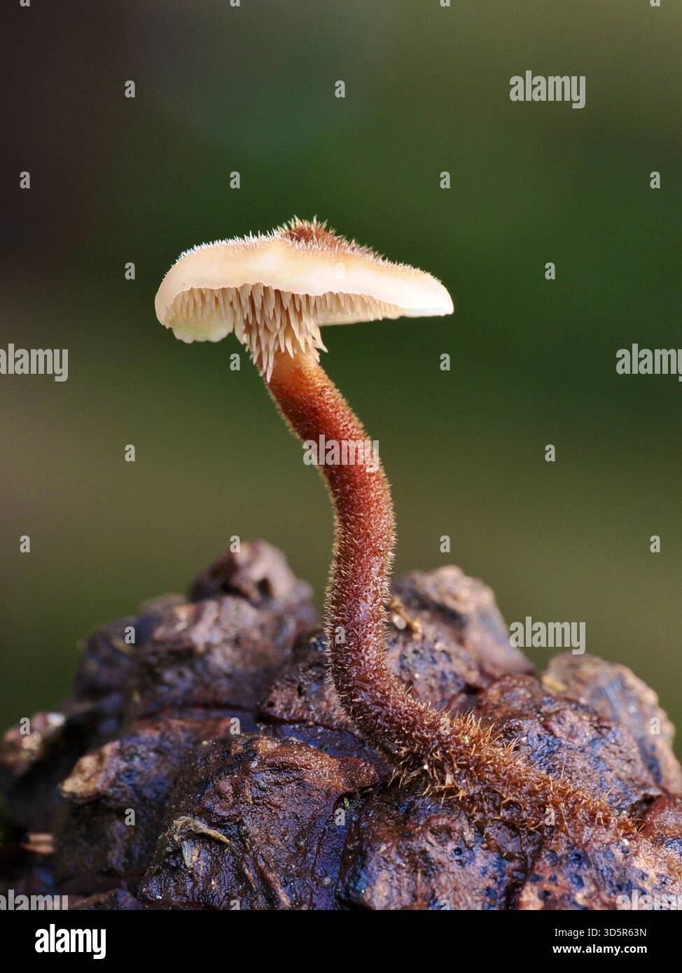 Der Earpick-Pilz, Auriscalpium vulgare, ist ein ungewöhnlicher Wildpilz in Großbritannien, der auf Tannenzapfen wächst und mit Zähnen anstelle von Kiemen oder Röhren darunter liegt Stockfoto