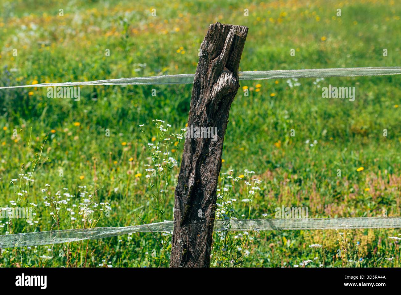 Nahaufnahme des alten holzverkleideten Zauns auf Ackerland, verwitterte Holzbretter mit rustikaler Natur. Selektiver Fokus. Stockfoto
