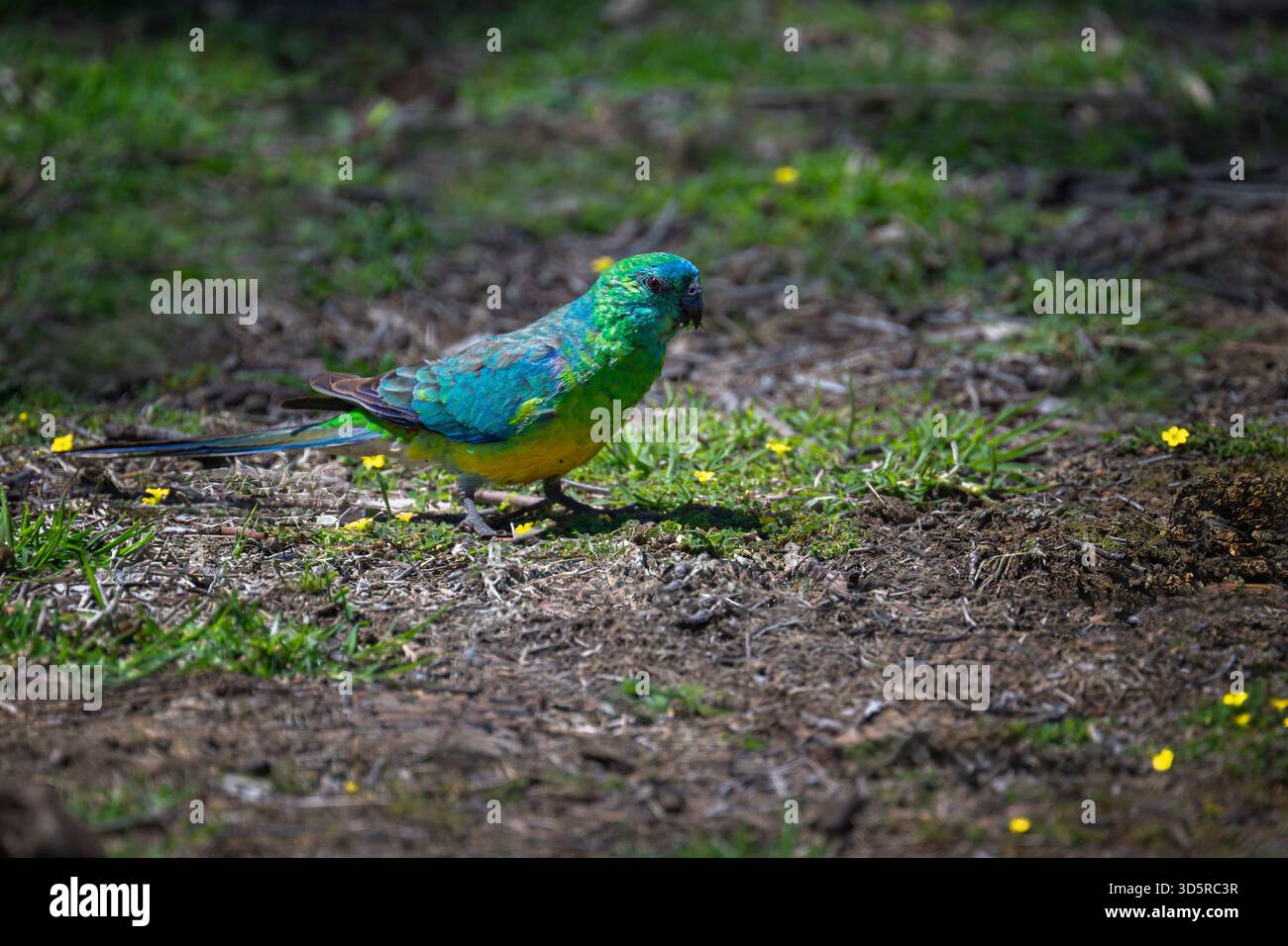 Der Papagei isst eine kleine Blume im Grasland. Stockfoto