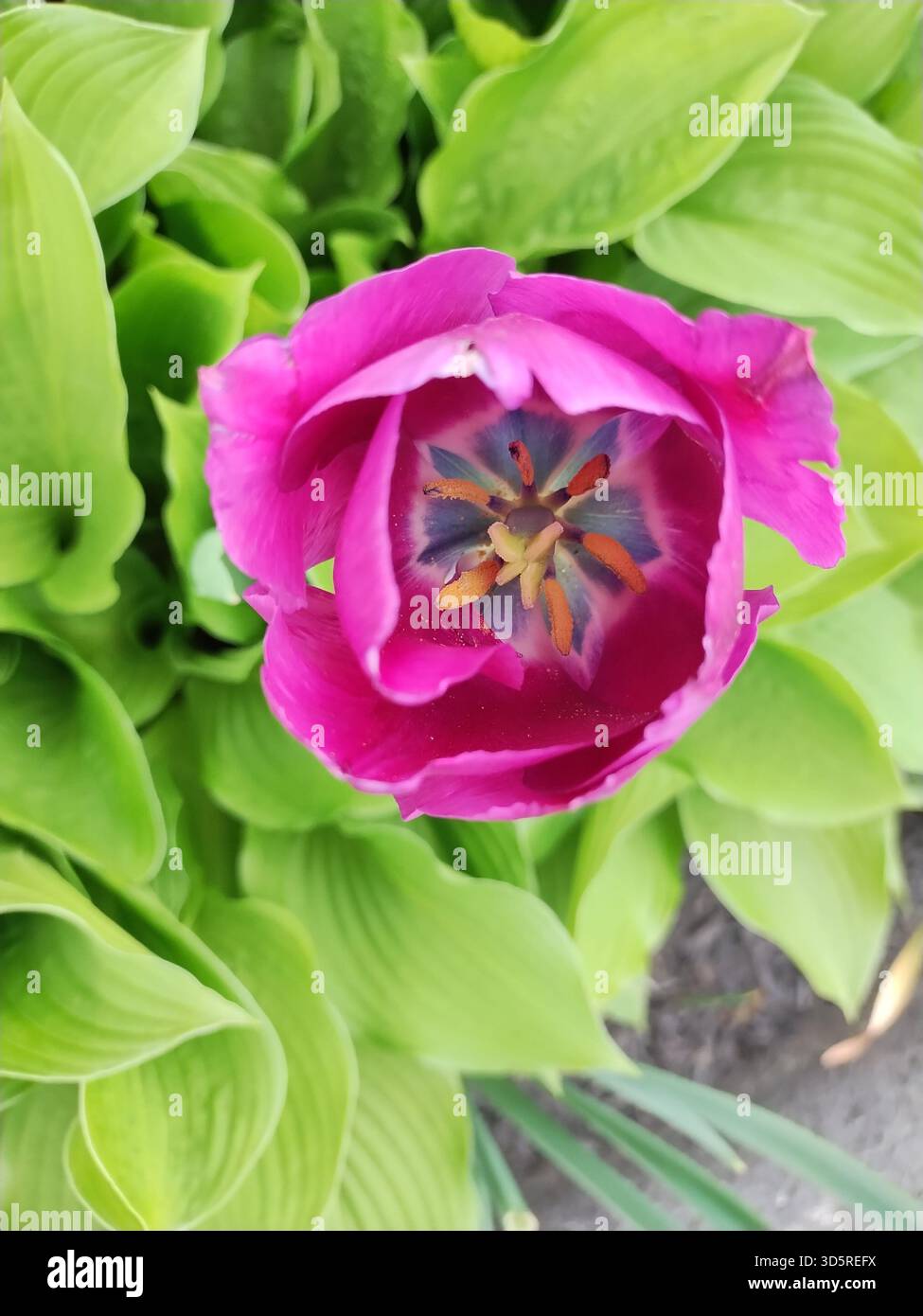 Makro-Aufsicht einer leuchtend rosa Negrita-Triumph-Tulpe (Tulipa) in voller Frühlingsblüte, die ihre üppigen geschichteten Blütenblätter zur Schau stellt Stockfoto