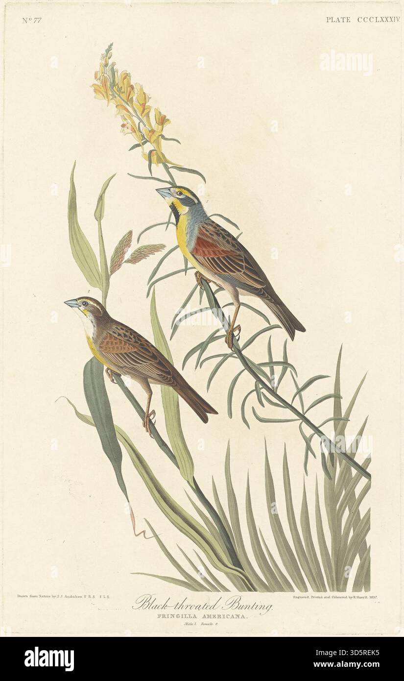 Der Druck von 1837 zeigt den Schwarzkehlhund mit charakteristischem schwarzem Hals und bräunlichem Gefieder. Havells Arbeiten beleuchten die Struktur von Schnabel, Flügel und Schwanz des Vogels, die Haltung und die markanten Markierungen, was die ornithologische Untersuchung erleichtert. Stockfoto