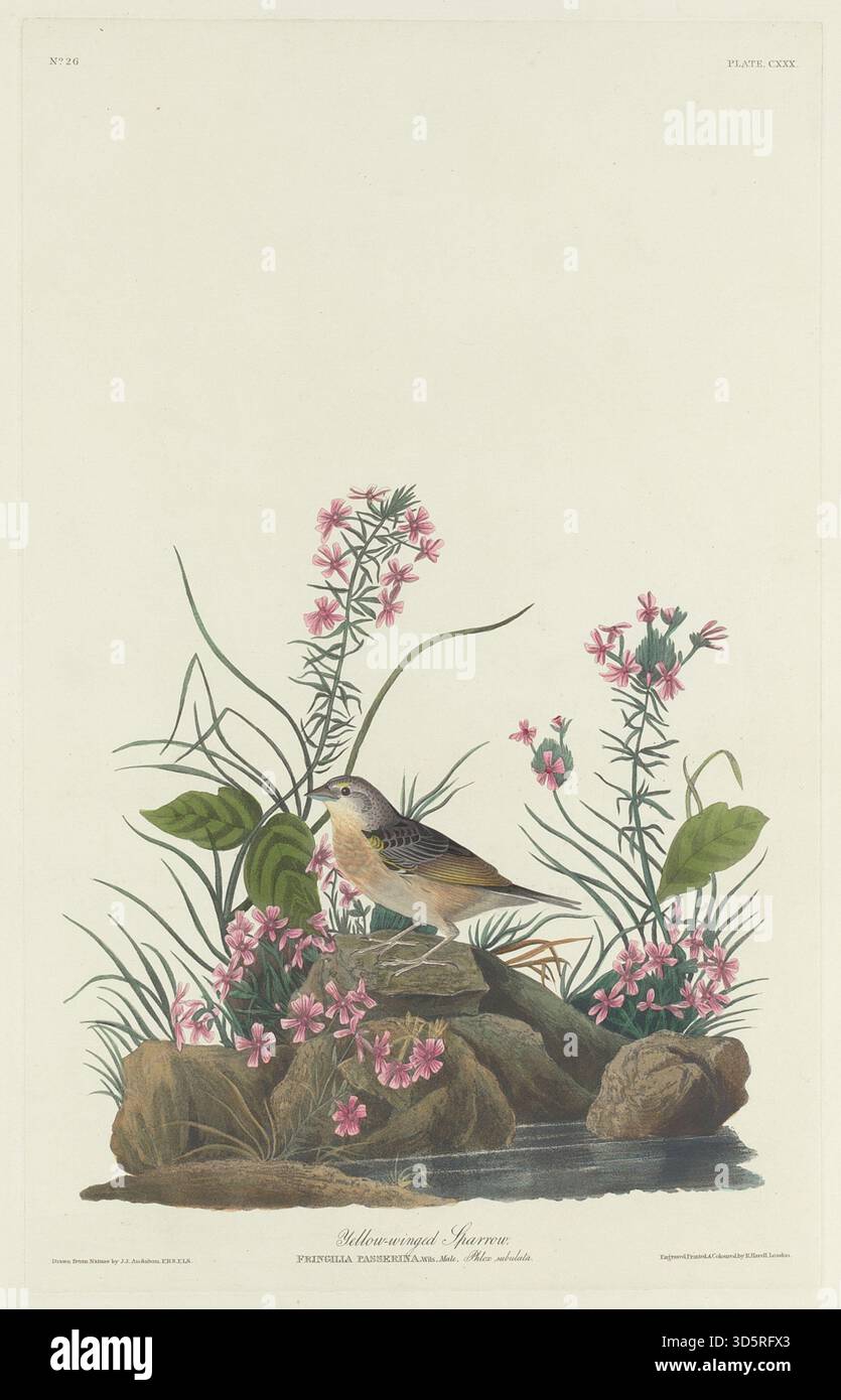 Diese Illustration von Robert Havell nach John James Audubon aus dem Jahr 1832 zeigt den Gelbflügelspatzen mit gelben Flügelmarkierungen, bräunlichem Körper und natürlicher Haltung in einem realistischen ornithologischen Stil zum Studium. Stockfoto