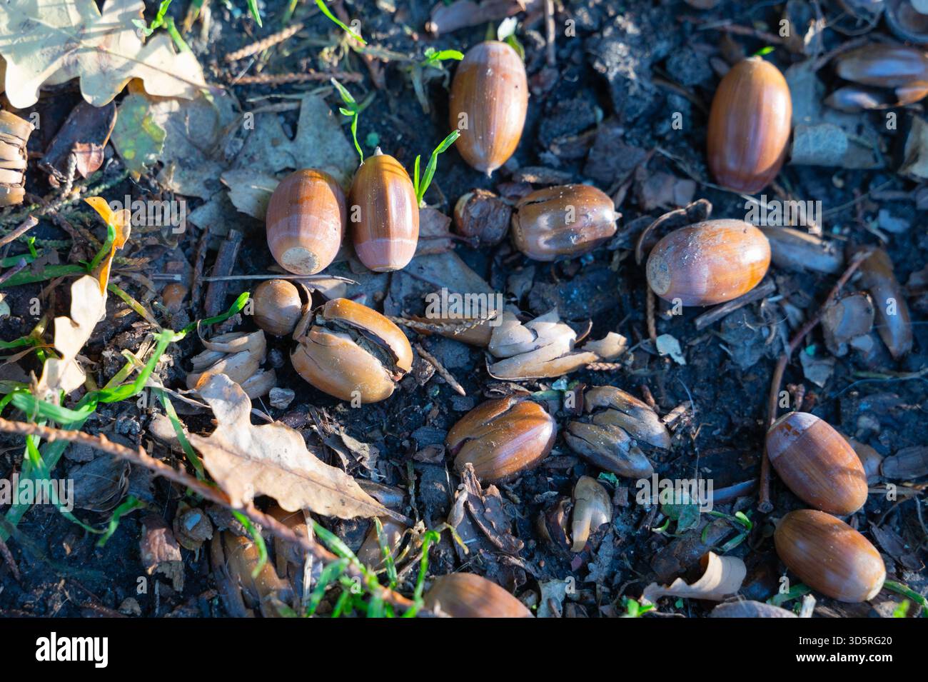Nahaufnahme mehrerer Eicheln, die auf dem dunklen Boden keimen, mit frischen grünen Sprossen und gefallenen Blättern, die neues Leben und Wachstum in der Natur symbolisieren. Stockfoto