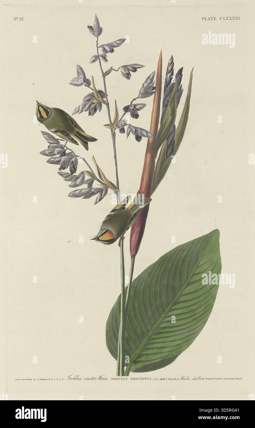 Diese Illustration von Robert Havell aus dem Jahr 1833 nach John James Audubon zeigt den Wren mit goldenem Wappen. Das Bild zeigt das Vogelwappen, Gefieder, Schnabel, Flügel, Schwanz, und natürliche Körperhaltung, reflektiert die ornithologische Untersuchung des frühen 19. Jahrhunderts. Stockfoto