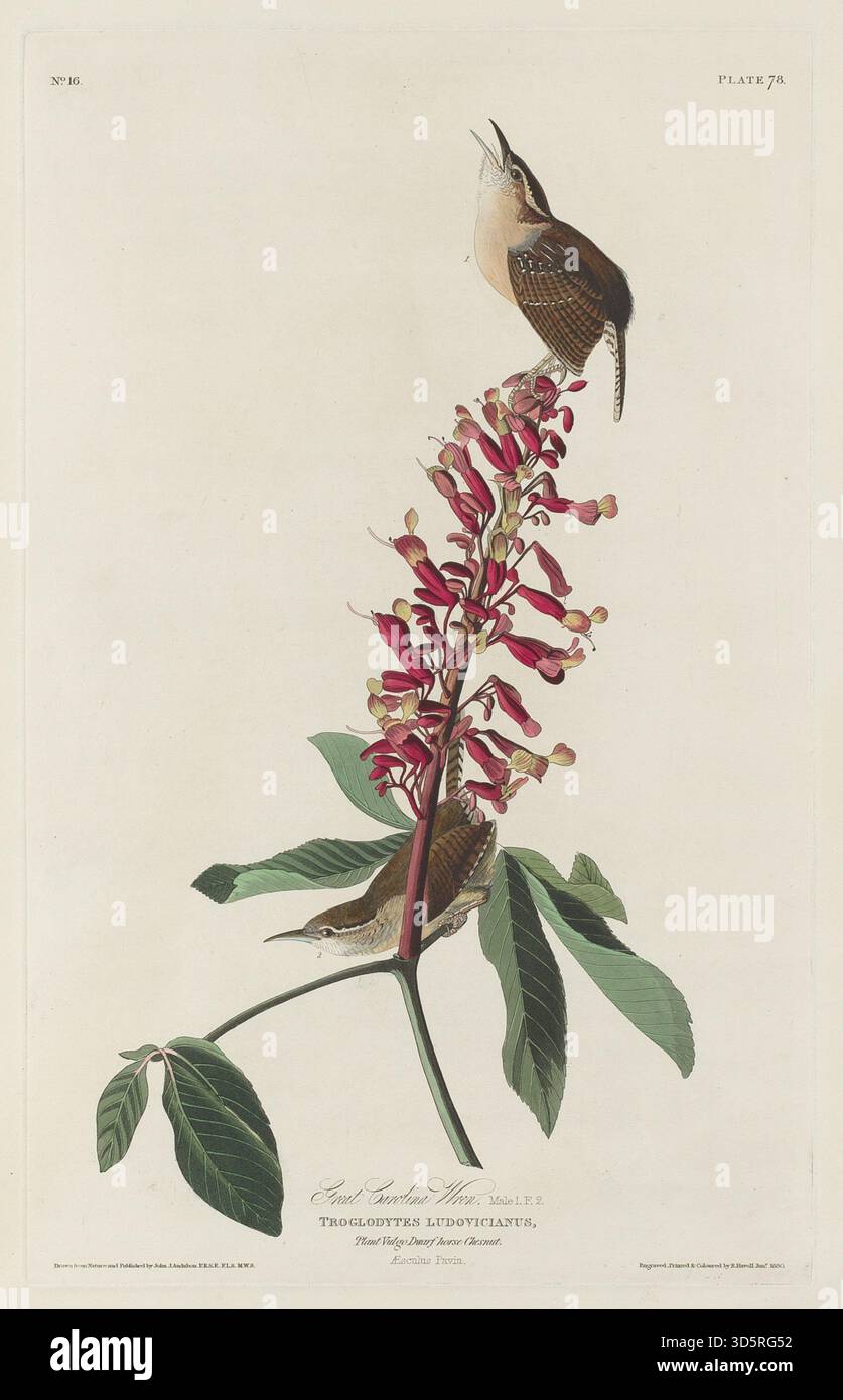 Dieser Stich von Robert Havell aus dem Jahr 1830, nach John James Audubon, zeigt den Wren von Great Carolina, zeigt kleine Größe, aufrechte Haltung, spitzen Schnabel, Schwanz, Gefieder und natürlicher bewaldeter Lebensraum. Stockfoto