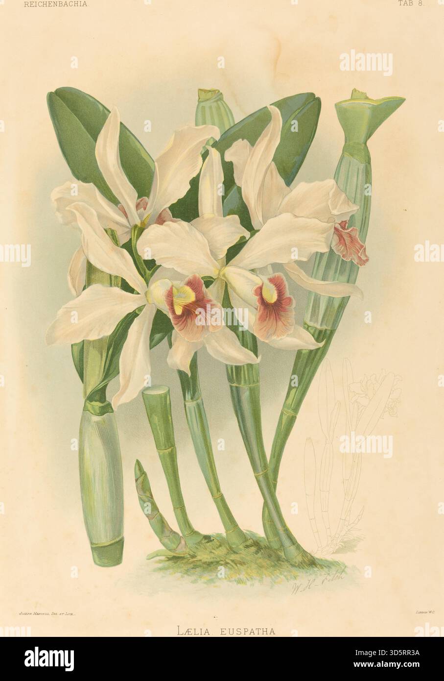 Laelia Euspatha, illustriert von Joseph Mansell nach Walter Hood Fitch, zeigt eine tropische Orchidee mit breiten grünen Blättern, hohen Blütenstämmen und bunten Blüten, die botanische Merkmale und florale Morphologie hervorhebt. Stockfoto