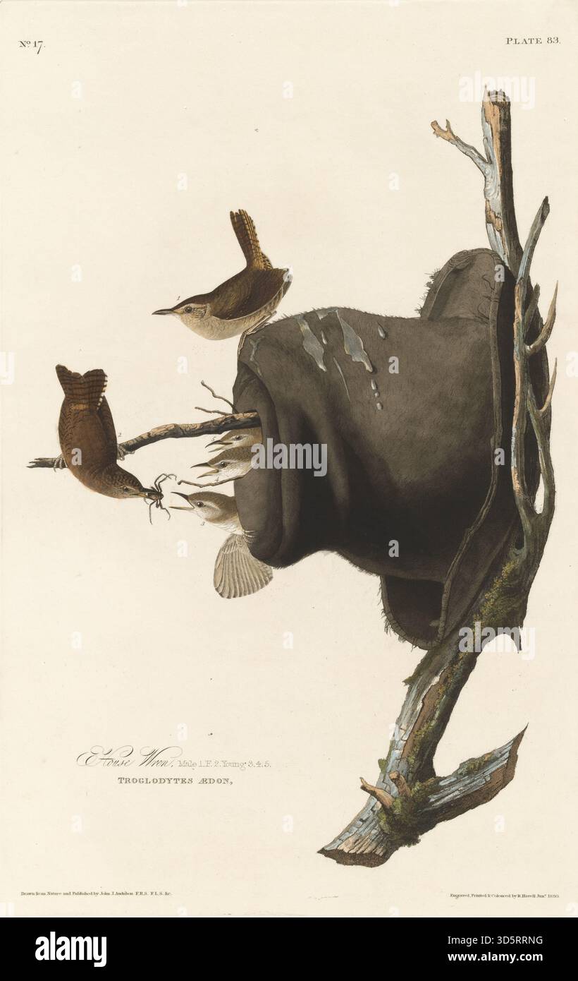 Eine Illustration von Robert Havell aus dem Jahr 1830 nach John James Audubon, die einen Hauszwitscher darstellt, der detaillierte Federn, Schnabel, Haltung und naturalistische Darstellung in seinem Lebensraum zeigt. Stockfoto