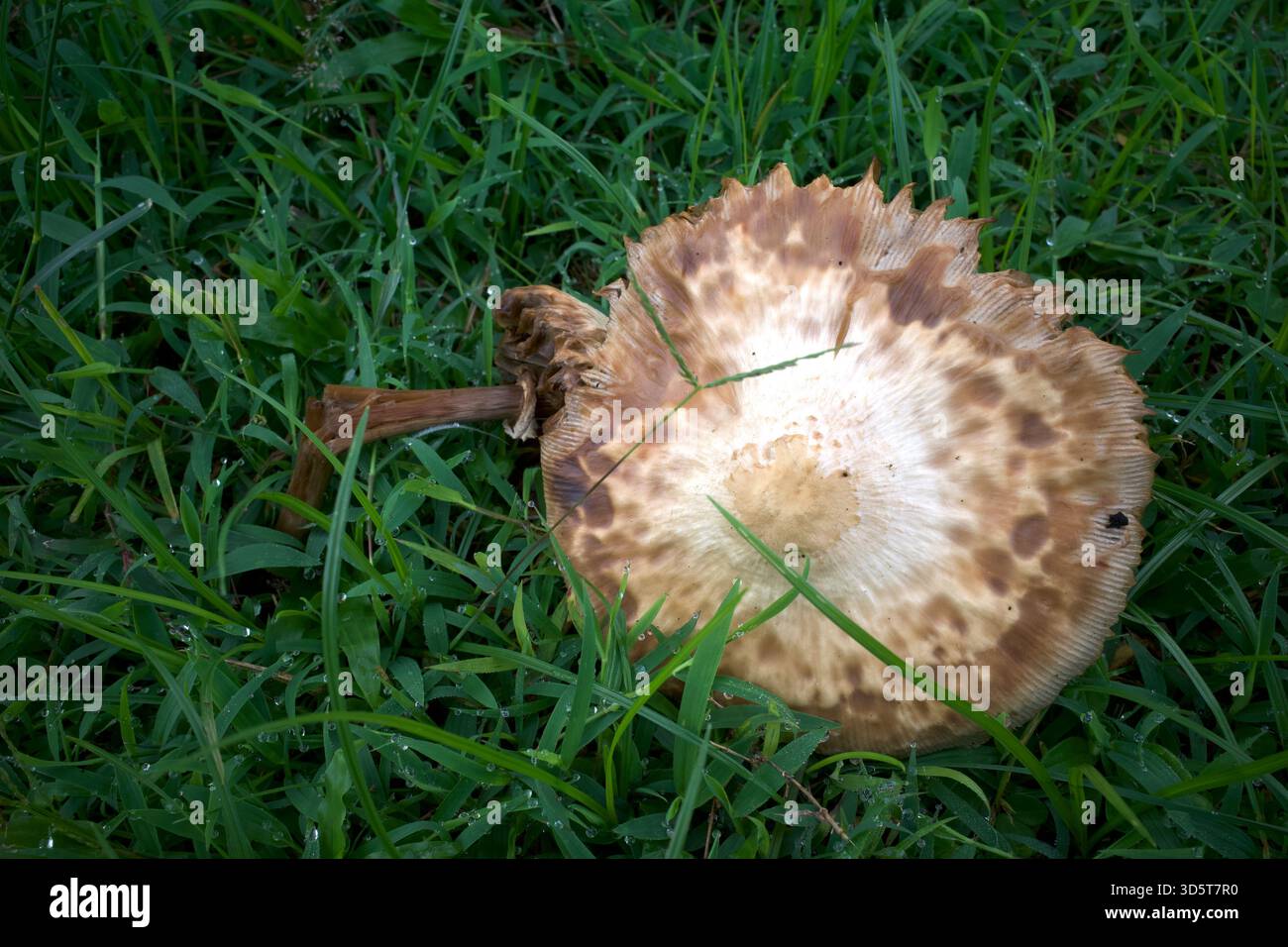 Alte Parasol-Pilze oder Macrolepiota procera auf einer Wiese während der Regenzeit in Indonesien. Stockfoto