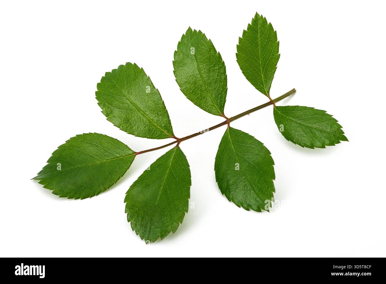 Rosenzweig mit grünen Blättern isoliert auf weiß Stockfoto
