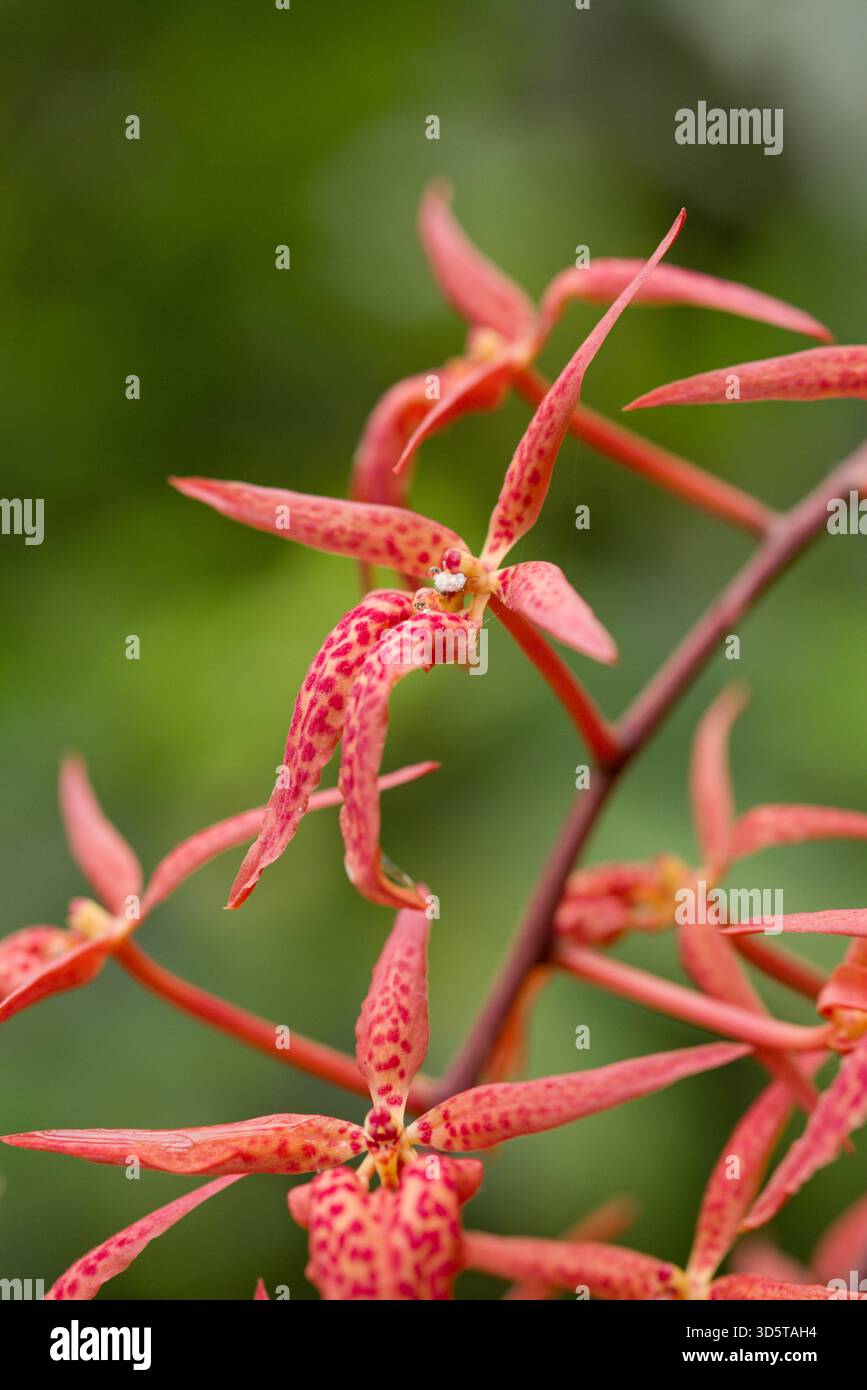 Nahaufnahme der leuchtend rot-orangen Renanthera matutina Orchideenblüten mit gefleckten Blüten, einer tropischen Orchideenart, die auf den Philippinen heimisch ist. Stockfoto