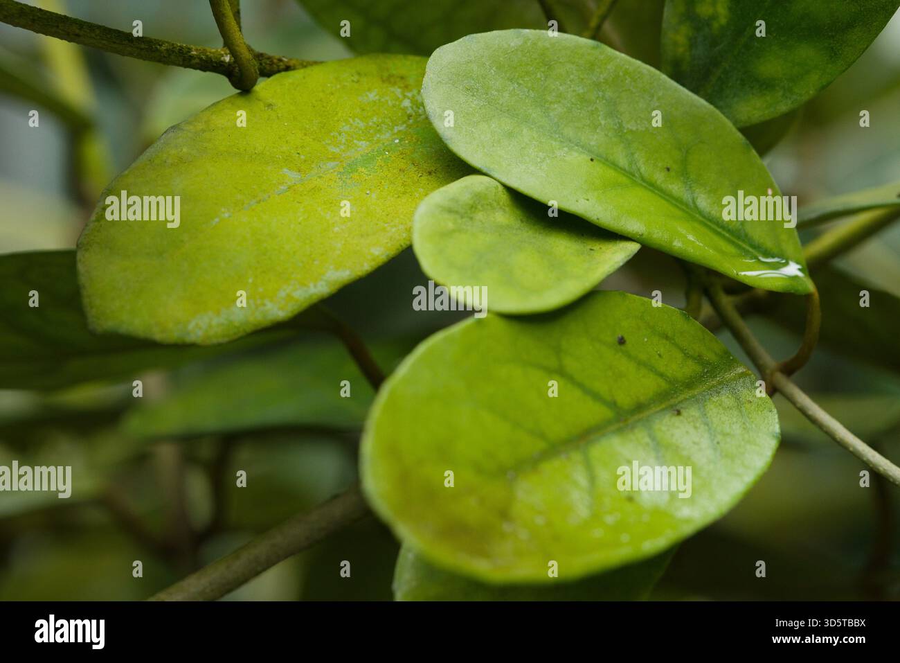 Dicke ovale grne Bltter mit wachsartiger Oberflche, typisch fr  widerstandsfhige tropische Zimmerpflanzen Stockfotografie - Alamy