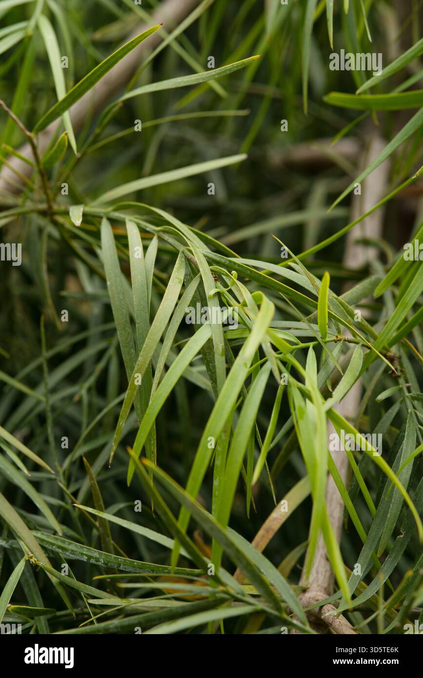 Bedrohte Nadelbäume aus Madagaskar mit schlanken lanzettartigen Blättern, Teil feuchter Bergwälder. Stockfoto