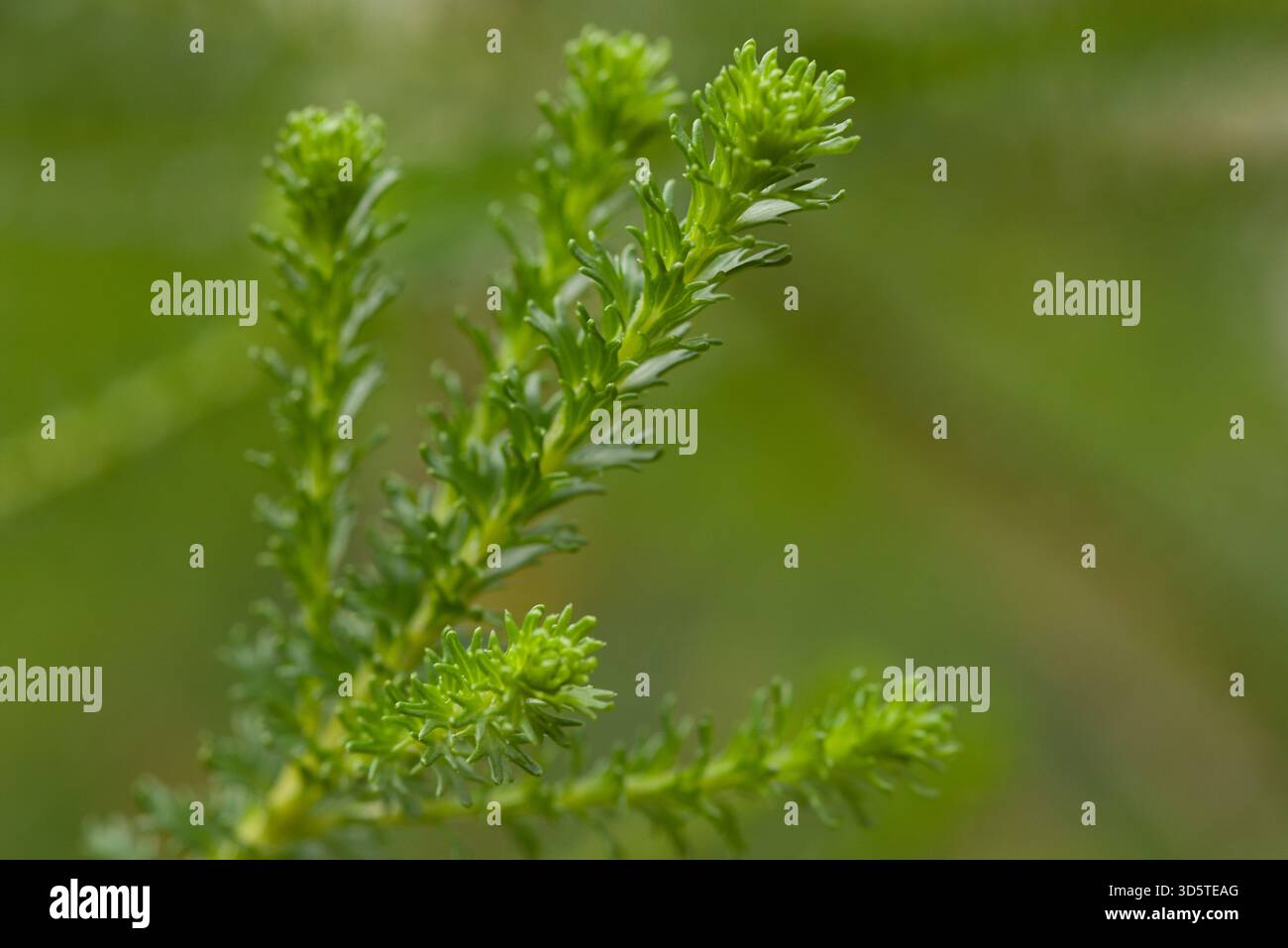 Nadelhnliche bltter -Fotos und -Bildmaterial in hoher Auflsung  Alamy