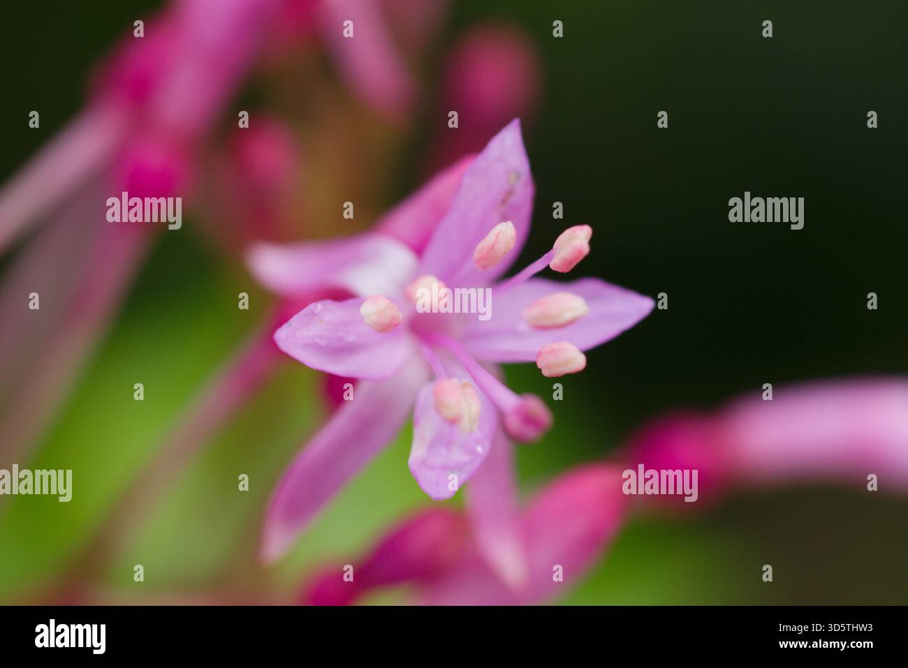 Kräftiger Sträucher mit sternförmigen rosa-violetten Blüten und glänzenden Blättern, heimisch in Mexiko und Guatemala. Stockfoto