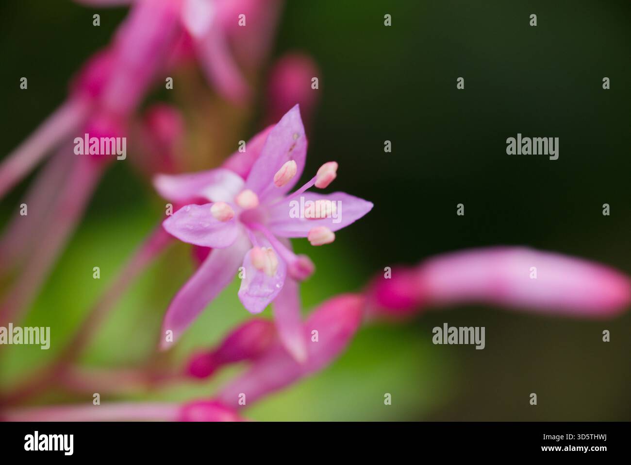 Kräftiger Sträucher mit sternförmigen rosa-violetten Blüten und glänzenden Blättern, heimisch in Mexiko und Guatemala. Stockfoto