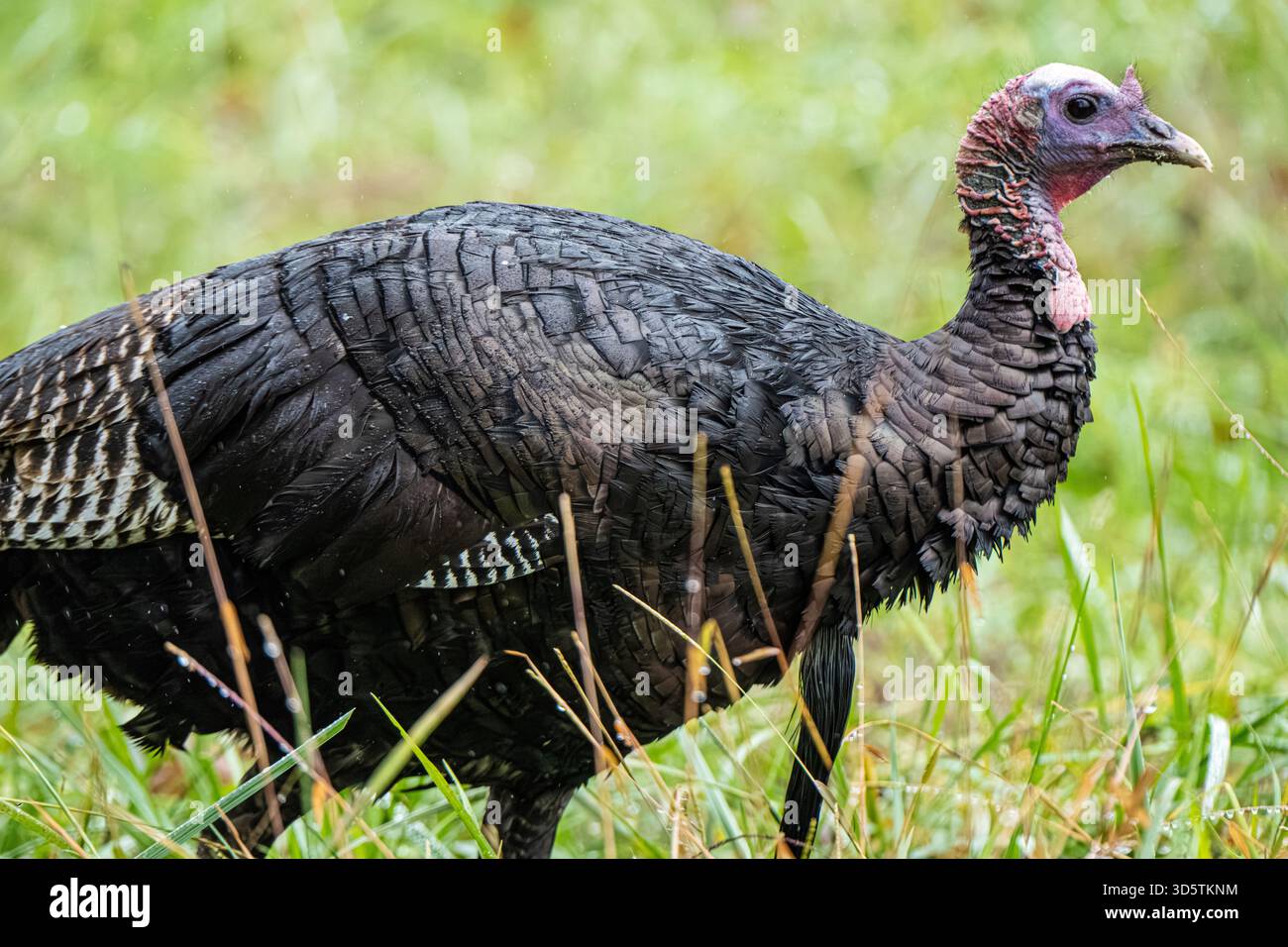 Wilde truthahn (Meleagris gallopavo), die bei einem nebeligen leichten Regen in der Cades Cove im Great Smoky Mountains National Park in der Nähe von Townsend, Tennessee, auf der Suche sind. (USA) Stockfoto