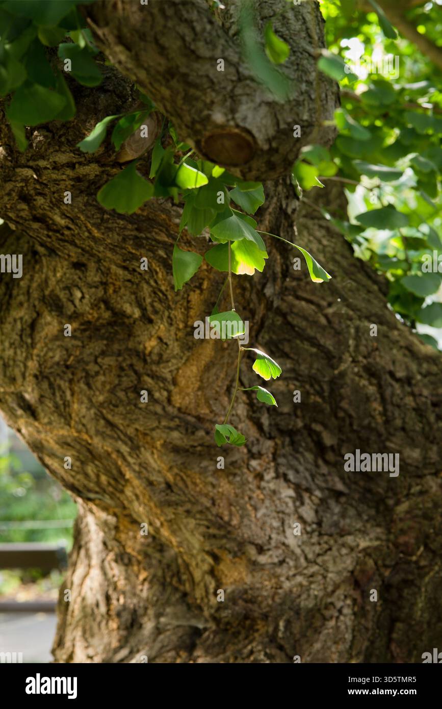 Uralter Laubbaum mit fächerförmigen Blättern und tief gefurchter Rinde, geschätzt für seine Widerstandsfähigkeit und sein einzigartiges Laub. Stockfoto
