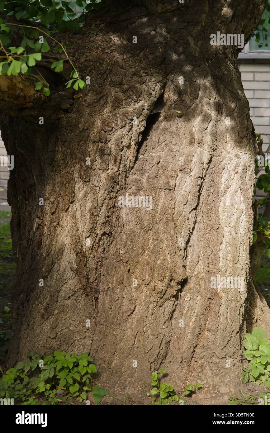 Uralter Laubbaum mit fächerförmigen Blättern und tief gefurchter Rinde, geschätzt für seine Widerstandsfähigkeit und sein einzigartiges Laub. Stockfoto
