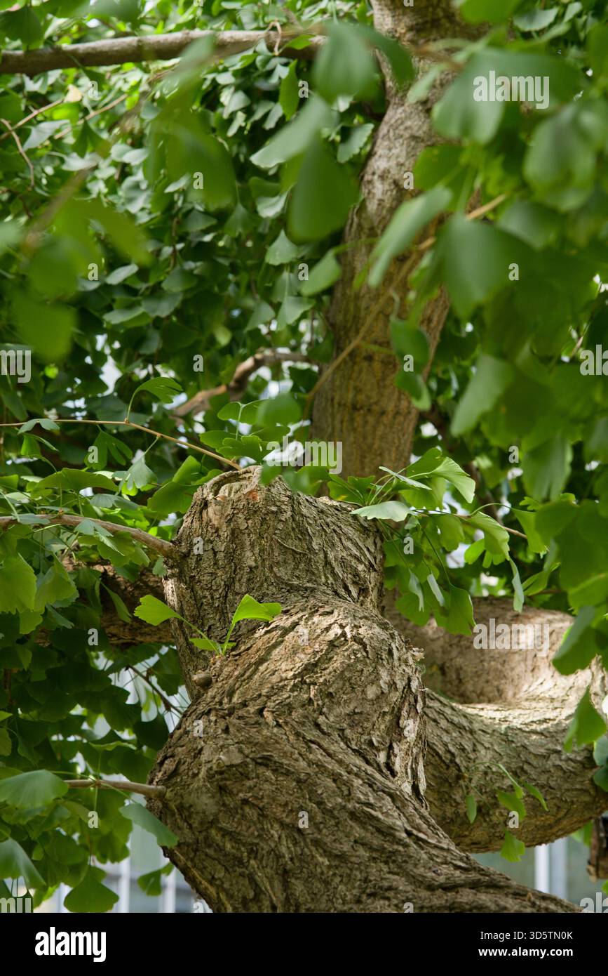 Uralter Laubbaum mit fächerförmigen Blättern und tief gefurchter Rinde, geschätzt für seine Widerstandsfähigkeit und sein einzigartiges Laub. Stockfoto