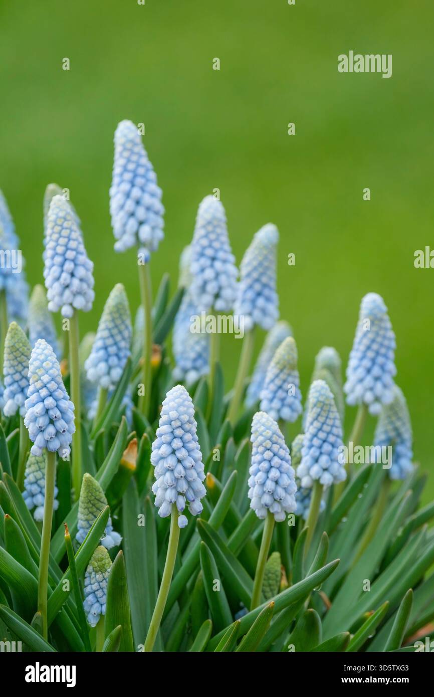 Muscari Baby-Atem, Traubenhyazinthe Baby-Atem, Muscari Jenny Robinson, Traubenhyazinthe Jenny Robinson, Spitzen sehr blass, blaue Blüten, frühe Spri Stockfoto